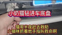 小奶猫钻进车底盘，猫哥半夜赶去救助，小猫咪抓着他手指叫救命啊