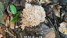 大山里发现这种菌类，16个大城市里的人都说不认识，你见个吗？