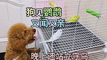 狗见到鹦鹉又闻又亲，晚上还守着鸟儿汪汪叫，泰迪狗时不时站起来