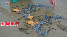 阿聪赶海，搬开石板徒手摸出两只兰花蟹，还有几十条斑节虾