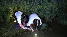 小明和小丫深夜偷偷出去抓黄鳝，水草田里一条比一条大，太过瘾了