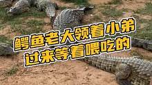 鳄鱼老大领着小弟过来等着喂吃的#鳄珍 