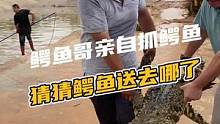 鳄鱼哥亲自抬鳄鱼，猜猜鳄鱼被送去哪#鳄珍 