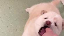 小奶狗可太好玩了#柴犬