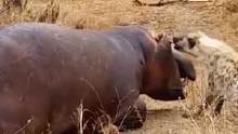 死了的河马比活着的时候还危险#动物世界 #神奇动物在抖音 #野生动物零距离 