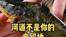 河道不是自留地#保护生态环境#长江禁渔dou行动 #江湖眼#户外 #河道治理 #钓鱼人 