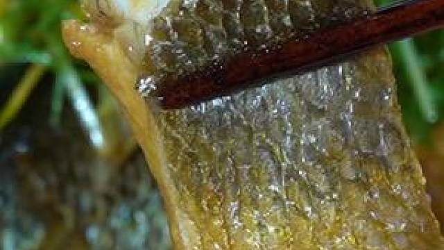 味道鲜美 做法又简单的砂锅焗黄鱼 你们喜欢么?#美食创作人