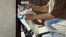 它爹说带它去绝育，这崽子就跑到教室来藏着被它爹给逮住了#猫咪上学日记