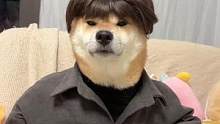 这才是真正的人模狗样吧#柴犬 #萌宠 #萌宠出道计划