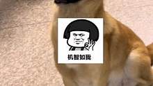 狗子:所谓识时务者为好狗！我不跟你一小女子一般见识！#狗子 #高品质中华田园犬