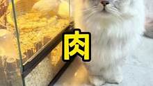 哦豁天天想吃肉，这回让它吃个够！#蓝氏猫粮 #甜甜圈猫粮 #养猫必备 #我和我的猫