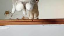 一只磁悬浮猫咪#矮脚猫 #萌宠 
