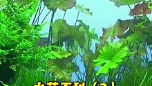 水草百科（2）墨田水族馆3米水草缸，睡莲、黑木蕨、日本箦藻、水榕造景案例#水草缸 #玻璃缸中的大自然