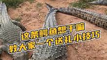 这条鳄鱼想干嘛，教你一条实用的送礼小技巧#鳄珍 