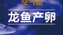 这次没有经验，下次一定给大家拍到过程。感恩粉丝们 #龙鱼 #观赏鱼 #水族 #龙鱼产卵 #奇异动物召
