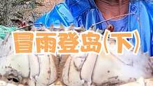 下雨天没有人登岛赶海，上面所有海货都是来叔的，竟抓到一只巨青（下）#赶海寻宝团 