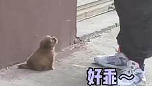 #萌宠 #小狗 小狗好乖我好爱！#娱乐评论大赏 #宠物 