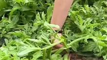 #冰菜种子 绿油油的一大片 好看又好吃