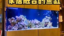 给准备装修时候家里放置鱼缸鱼友借鉴一下！#海缸 #海水缸 #玻璃缸中的大自然 #观赏鱼 #小丑鱼尼莫