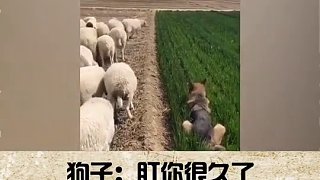 你知道牧羊犬会怎么对待偷吃的羊吗？