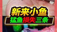 1胎能生300条鱼的迷你鹦鹉入缸，3条雀鳝死于非命，猛鱼缸太霸气 #猛鱼缸 #迷你鹦鹉鱼 #鳄雀鳝