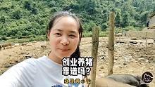 湖南美女农村创业养猪，道出三年来养猪心酸，农业太难谨慎入坑呀