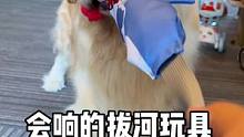 会发声的拔河玩具让狗子欲罢不能哈哈，既让狗子释放了精力又给狗子磨牙去除牙结石#萌宠好物