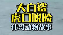 两名新西兰少年遭遇大白鲨，最后如何虎口脱险？#万物皆有灵性 #大白鲨 #虎鲸 #动物世界