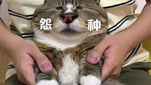 #萌宠大怨种 当你想吃饭，但是妈妈却说跳个舞 #被迫营业的猫猫 #治愈猫咪 #猫咪手势舞