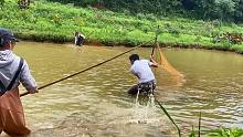 200元在老乡家鱼塘捕一网，3人合力以为亏了，没想到收网后赚大了