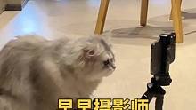 这个摄影师可以加鸡腿吗？  #记录猫咪日常 #工具猫