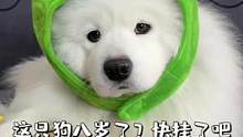 这只狗八岁了？快挂了吧！？？#狗狗 #抖in萌宠计划 #萨摩耶米泡泡 #菜狗米泡泡 #我的萌宠