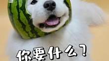 我这么可爱你不要？你要什么？#狗狗 #萨摩耶 #抖in萌宠计划 #萨摩耶米泡泡 #菜狗米泡泡