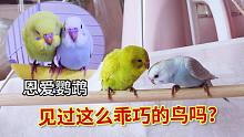 见过这么乖巧的鸟吗？站在木棍上陪我一整天的恩爱虎皮鹦鹉