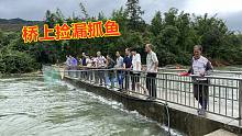 发现在江西赣州的真人趣事，一排人站桥上捡漏，这样抓鱼才过瘾
