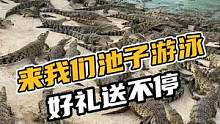 来我们池子游泳好礼送不停#鳄珍 