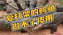 爱打架的鳄鱼做不了皮带#鳄珍 