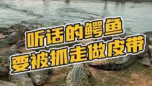听话的鳄鱼要被抓走做皮带#鳄珍 