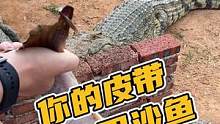 你的皮带想吃巴沙鱼#鳄珍