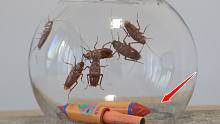 实验：将“星际导弹”和“小强”放玻璃缸里，点燃后，场面失控了