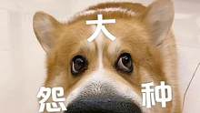 好听吗？好听就是好狗#萌宠大怨种 #柯基 #萌宠 #萌宠搞笑