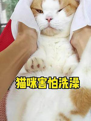 猫咪害怕洗澡，一包免洗手套帮忙搞定，便宜好用#宠物免洗手套 