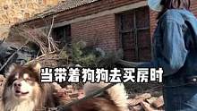 带狗子找房子的第一天～#萌宠 #阿拉斯加