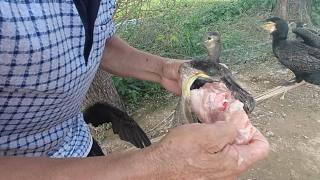 农村老汉饲养50只鱼鹰，1顿要吃2桶肉1盆鱼，真是动物界的吃货