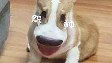 都热成热狗肠了#萌宠大怨种 #狗肠 #萌宠柯基 