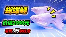 发现100000块以上的龙红，还有堪称极品的蝴蝶鲤，真鳄龟抢镜之王