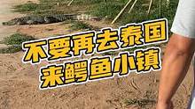 不要再去泰国看鳄鱼了，来鳄鱼小镇就行#鳄珍 