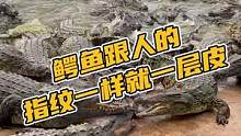 鳄鱼跟人的指纹一样就一层皮#鳄珍