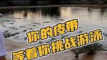 你的皮带等着你挑战游泳#鳄珍 