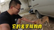 10多年前捡的一条流浪狗，我跨越千山万水带回家，给它起名狗肉